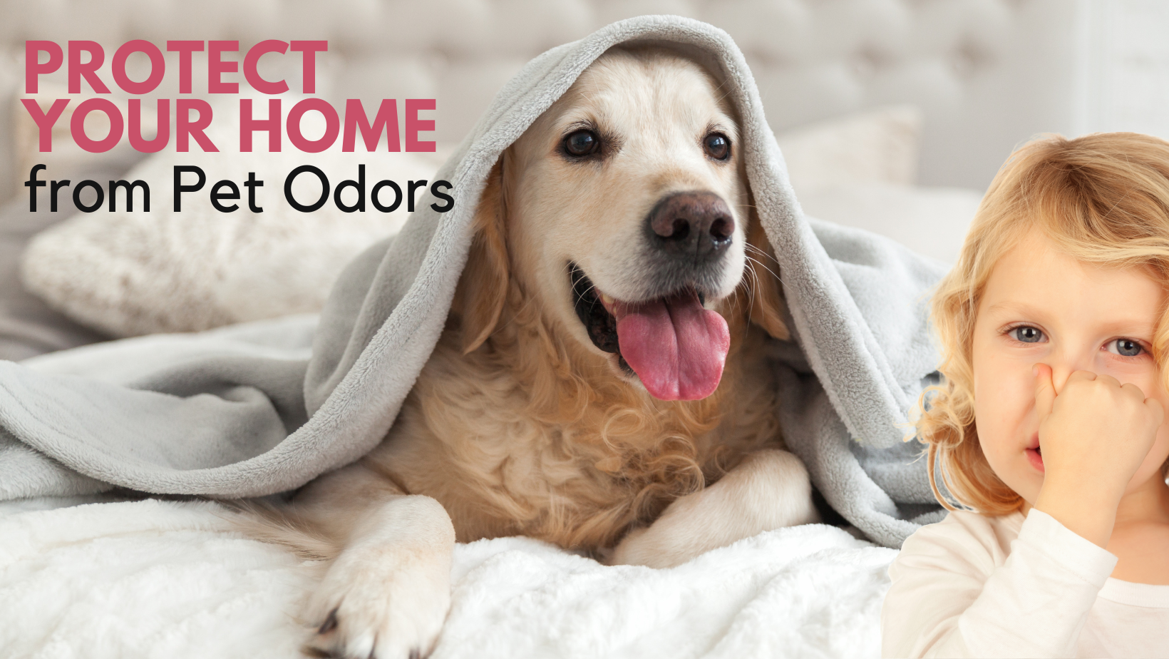 Protect your home from pet odors